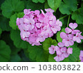 pink hydrangea with large petals 103803822