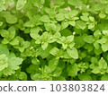 Chickweed leaves and buds spread all over 103803824