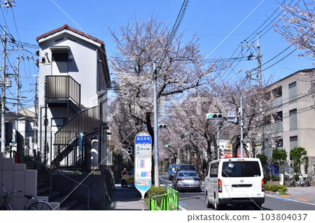 世田谷區千歲通櫻丘住宅巴士站的一排櫻花樹 世田谷區千歲通櫻丘住宅巴士站的一排櫻花樹 103804037