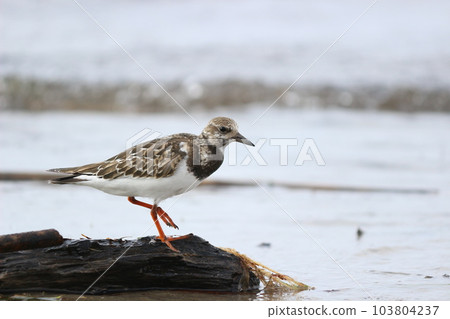 A sandpiper walking on a sandy beach 103804237