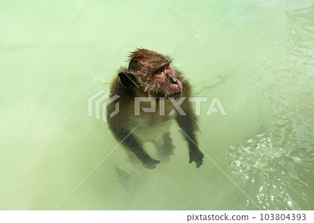 Crab-eating macaque monkey (Macaca fascicularis) standing in shallow sea water near beach. Koh Phi Phi, Thailand. Crab-eating macaque monkey (Macaca fascicularis) standing in shallow sea water near beach. Koh Phi Phi, Thailand. 103804393