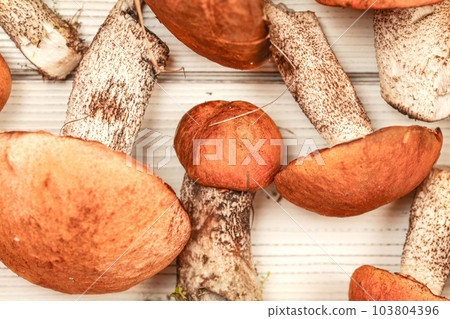 Freshly harvested forest mushrooms, red-capped scaber stalk variety (Leccinum aurantiacum / albostipitatum), on white desks, detailed flat lay view. 103804396