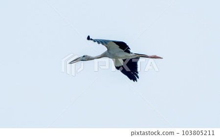 Openbill stork fly alone on clear blue sky to look for food and go back to it's habitat. 103805211