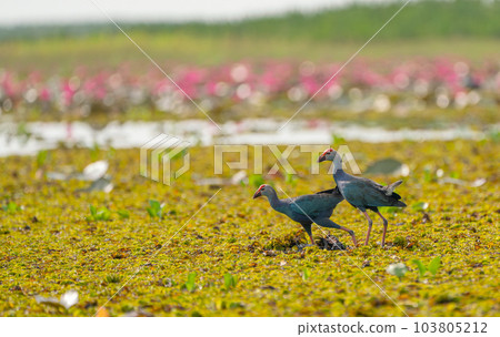 Two Purple Swamphen walk and look for food in field of grail together and stay in front of red lotus 103805212