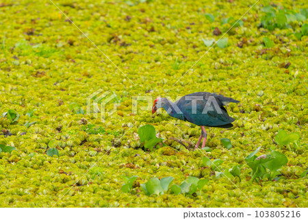 Purple Swamphen, Purple Gallinule, Purple Swamp-Hen one type of bird that found in southern Thailand 103805216