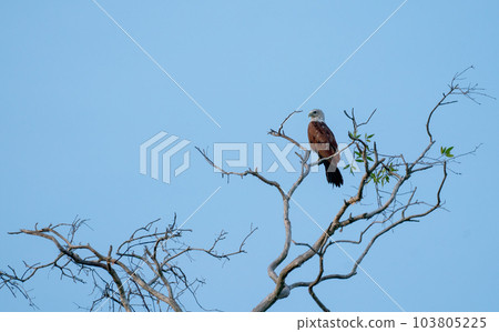 Wide shot of one hawk stand on branch of the tree and blue sky as background and it look for food. Wide shot of one hawk stand on branch of the tree and blue sky as background and it look for food. 103805225