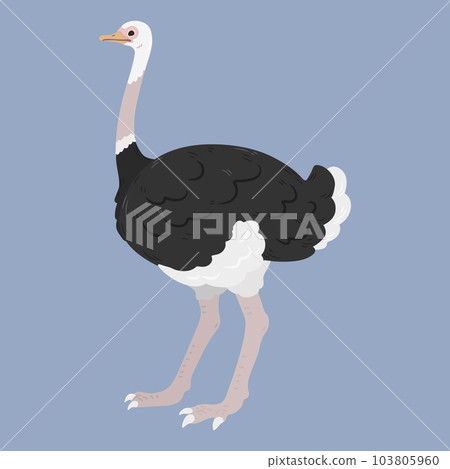 一隻鴕鳥無主線簡單可愛手繪插畫 一隻鴕鳥無主線簡單可愛手繪插畫 103805960