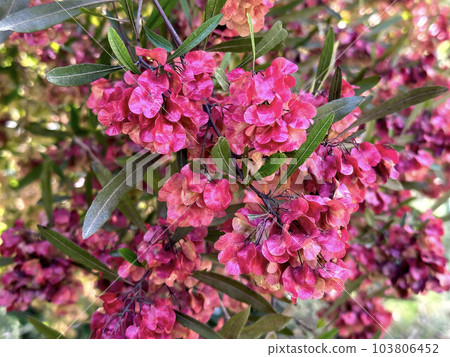 Broadleaf hopbush (lat.- Dodonaea viscosa) 103806452