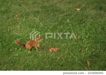 The squirrel is standing on its hind legs on the grass of lawn in park 103806945