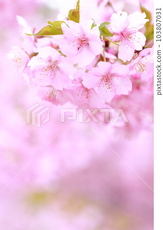 河津櫻花的粉紅色花朵 河津櫻花的粉紅色花朵 103807031