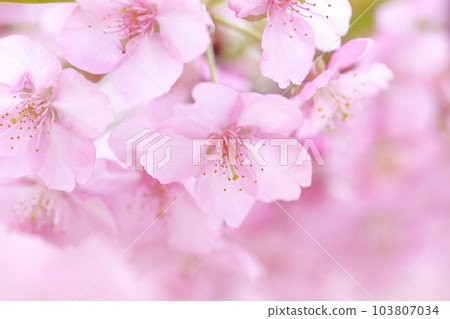 河津櫻花的粉紅色花朵 河津櫻花的粉紅色花朵 103807034