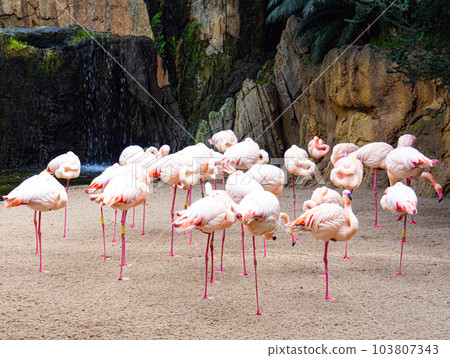 Flamenco birds under the waterfall 103807343
