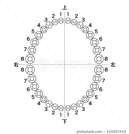 沒有乳牙的牙科病歷（病歷）牙齒排列成橢圓簡圖 103807416
