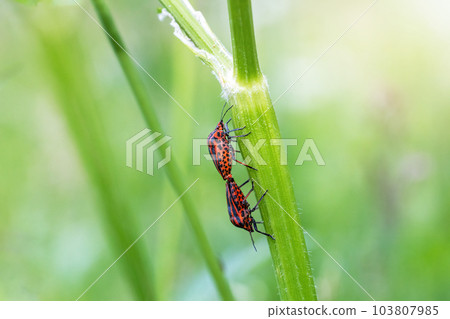 Mating pair of  Striped bug is crawling up the stem of a plant.. 103807985