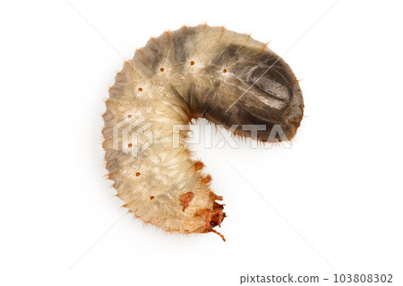 Larva of a may beetle isolated on a white background. Larva of cockchafer 103808302