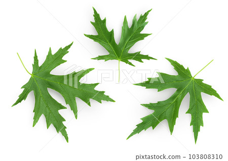 Silver maple leaf isolated on a white background. Top view. Flat lay 103808310
