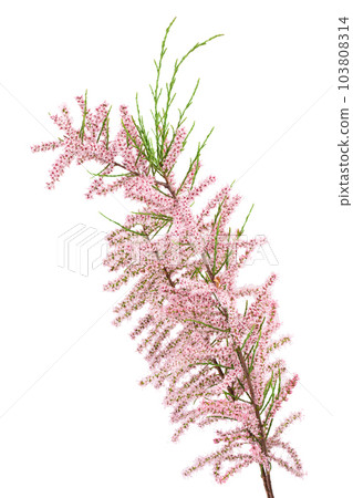 branch of tamarix isolated on white background with full depth of field branch of tamarix isolated on white background with full depth of field 103808314