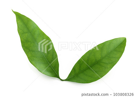 Green lychee leaf isolated on a white background 103808326