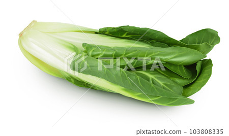 Organic fresh chard plant isolated on white background with full depth of field 103808335