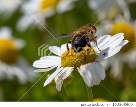 One bee-like fly sits on a white daisy flower on a summer day. Insect on a flower close-up. Hover flies, also called flower flies or syrphid flies, insect family Syrphidae. 103808400