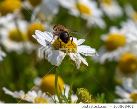 bee-like fly sits on a white daisy flower on a summer day. Insect on a flower close-up. Hover flies, also called flower flies or syrphid flies, insect family Syrphidae. bee-like fly sits on a white daisy flower on a summer day. Insect on a flower close-up. Hover flies, also called flower flies or syrphid flies, insect family Syrphidae. 103808401
