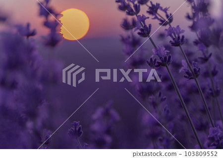 Lavender flower background. Violet lavender field sanset close up. Lavender flowers in pastel colors at blur background. Nature background with lavender in the field. 103809552