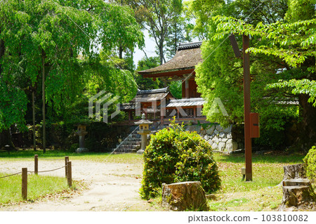 Daigo-ji Temple, the main hall of Seiryu-gu Shrine, fresh green leaves and green maple leaves Daigo-ji Temple, the main hall of Seiryu-gu Shrine, fresh green leaves and green maple leaves 103810082