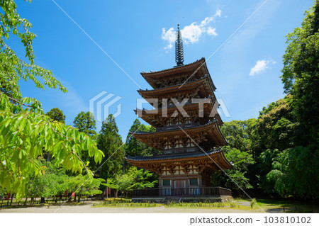 Daigoji Temple's five-storied pagoda Fresh green leaves and blue maple leaves Daigoji Temple's five-storied pagoda Fresh green leaves and blue maple leaves 103810102