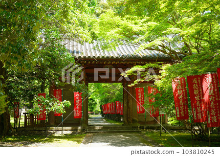 Daigo-ji Temple Nichigetsumon 年輕的葉子和新鮮的綠葉 Daigo-ji Temple Nichigetsumon 年輕的葉子和新鮮的綠葉 103810245