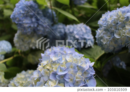 Beautiful Hydrangea Beautiful Hydrangea 103810309