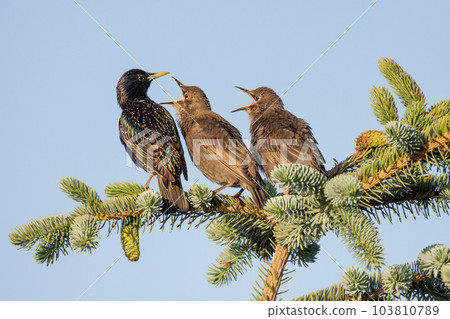 European Starling bird 103810789