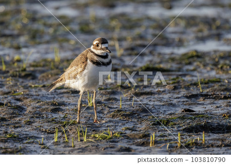 killdeer bird baby 103810790