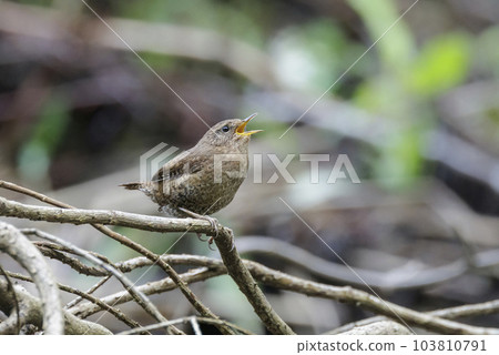 Pacific Wren bird Pacific Wren bird 103810791