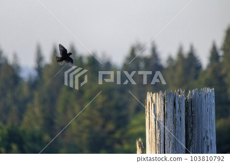European Starling bird 103810792