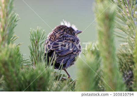 red winged blackbird 103810794