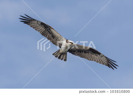 north american osprey 103810800