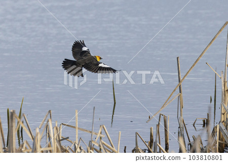 Yellow headed Blackbird 103810801