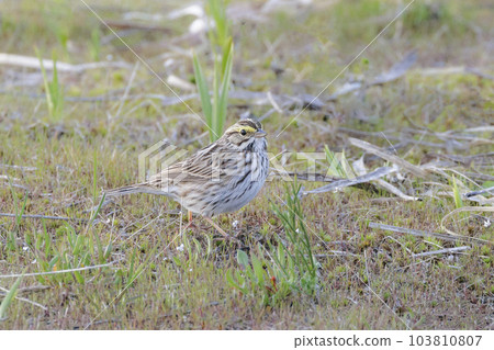 Savannah sparrow bird Savannah sparrow bird 103810807
