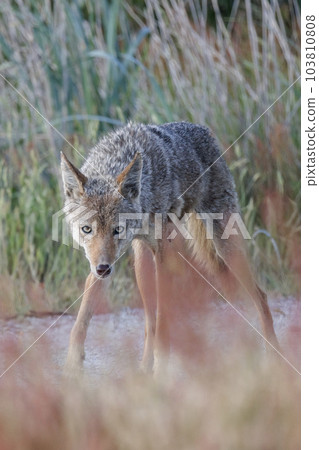 North American Coyote North American Coyote 103810808