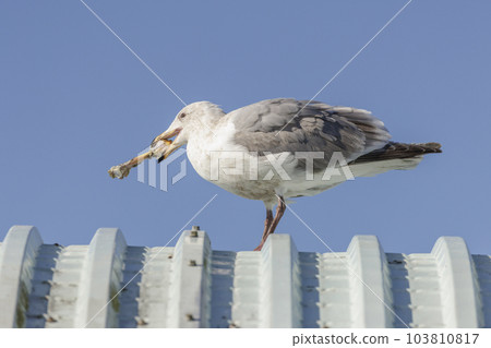 Glaucous winged Gull Glaucous winged Gull 103810817