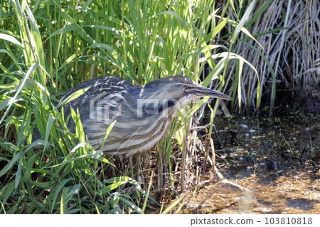 American bittern bird American bittern bird 103810818