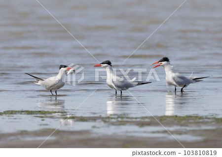 Caspian tern bird Caspian tern bird 103810819