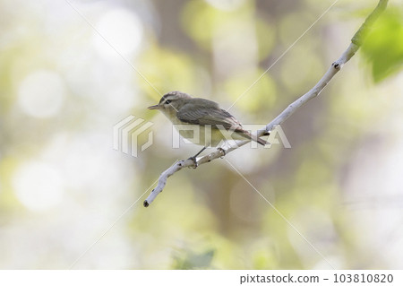 Warbling Vireo bird Warbling Vireo bird 103810820