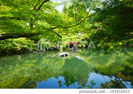 凜泉池、新綠葉和綠楓葉、岱吾寺 凜泉池、新綠葉和綠楓葉、岱吾寺 103810853