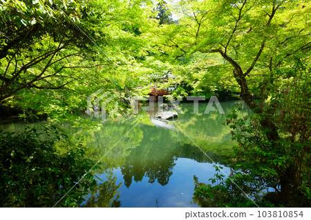凜泉池、新綠葉和綠楓葉、岱吾寺 103810854