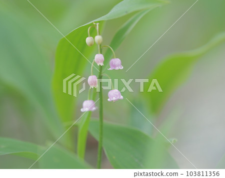 cute pink lily of the valley german lily of the valley cute pink lily of the valley german lily of the valley 103811356