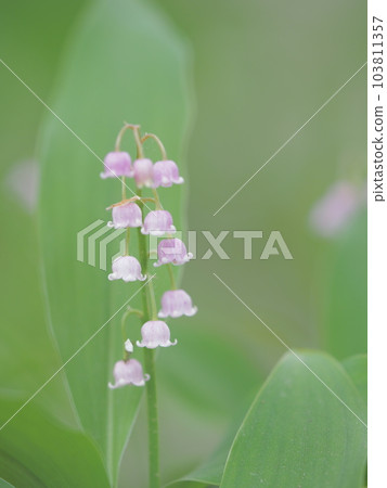 cute pink lily of the valley german lily of the valley cute pink lily of the valley german lily of the valley 103811357