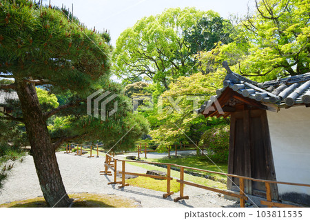 Samboin garden, Daigoji temple, fresh green leaves, green maple leaves Samboin garden, Daigoji temple, fresh green leaves, green maple leaves 103811535