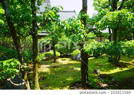 Samboin 花園，Daigoji 寺，新鮮的綠葉，綠色的楓葉 103811560
