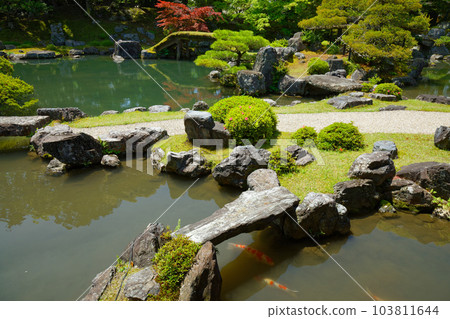 Samboin garden, Daigoji temple, fresh green leaves, green maple leaves 103811644